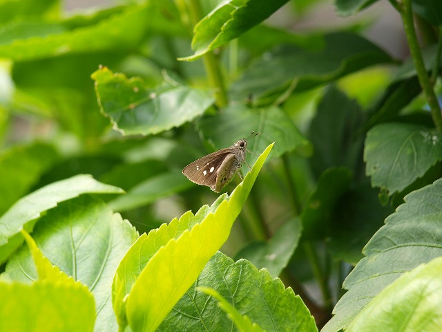 b0135573_20224058.jpg