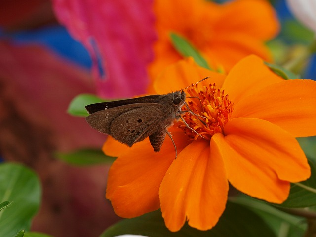 b0135573_2023196.jpg