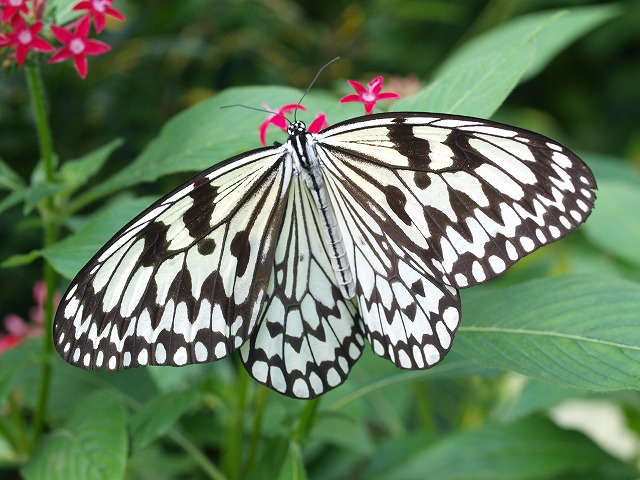 b0135573_20234660.jpg