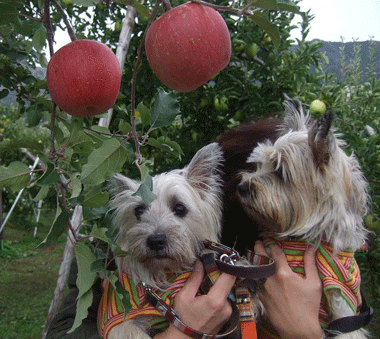e0066883_12354522.gif