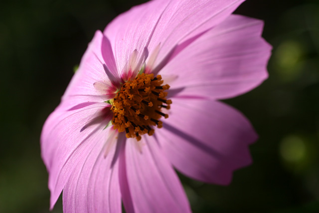 秋桜　2008 Part XIV_b0067789_13522186.jpg