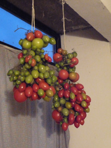 プチトマトの保存方法_f0106597_1215646.jpg