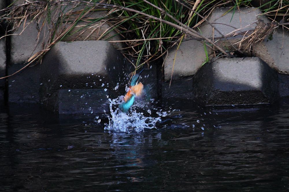 お勤め前の鳥撮りは辛いです_b0024798_5313157.jpg