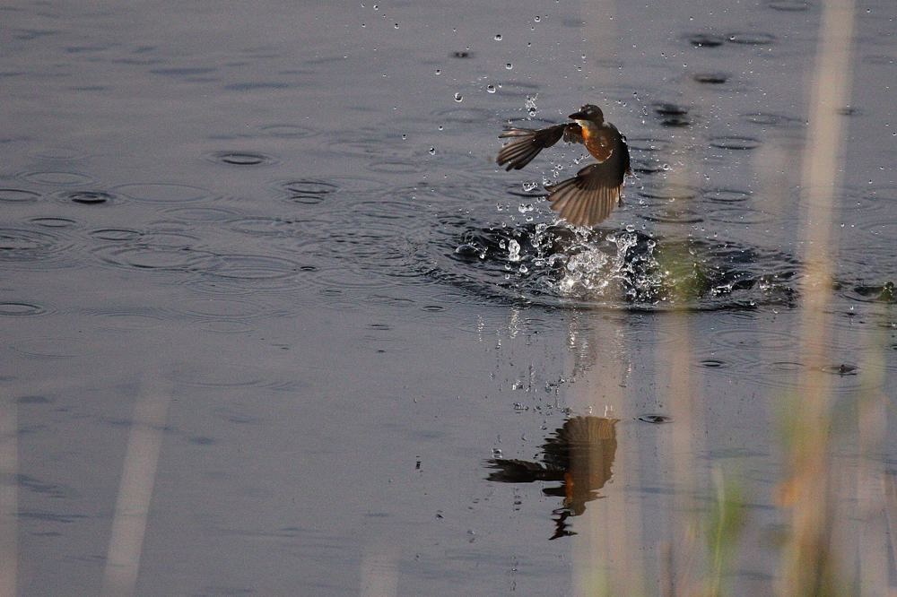 お勤め前の鳥撮りは辛いです_b0024798_532996.jpg