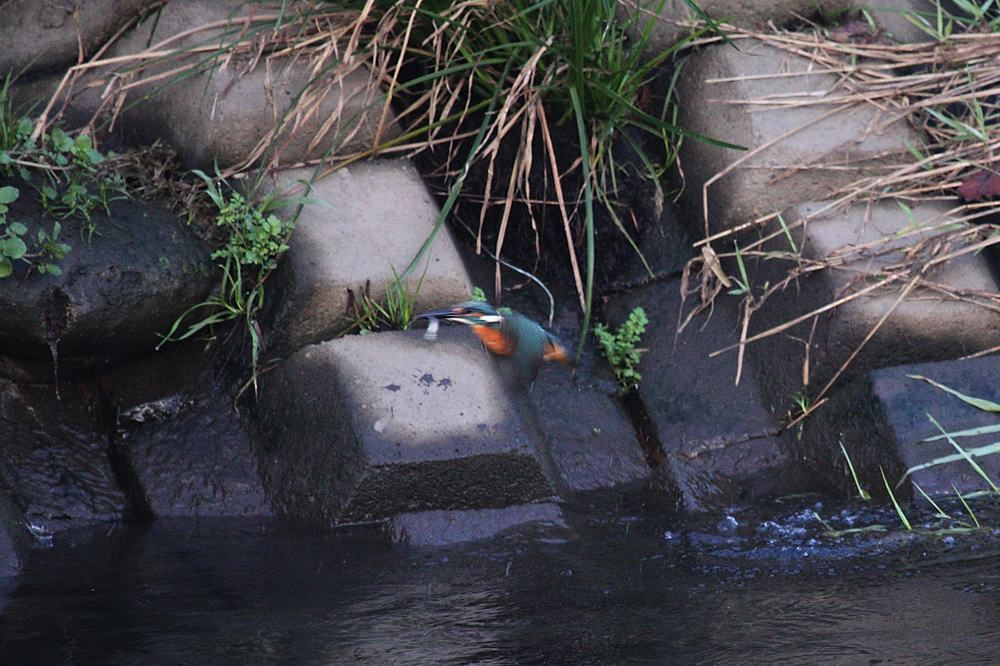 お勤め前の鳥撮りは辛いです_b0024798_5345871.jpg
