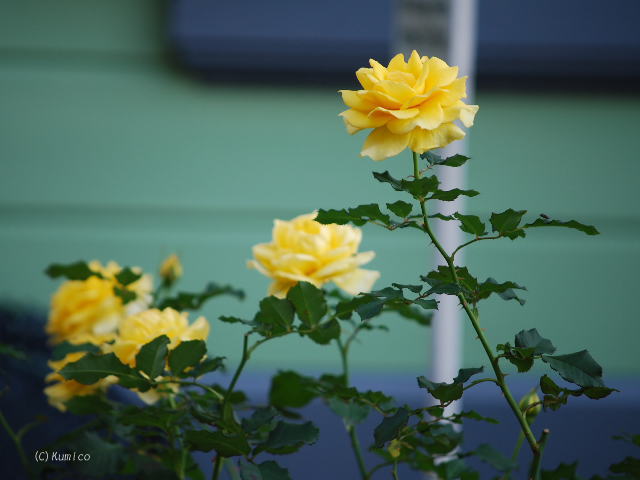 c0090703_234031.jpg