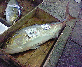 天然カンパチ 玉島魚市場 お魚情報