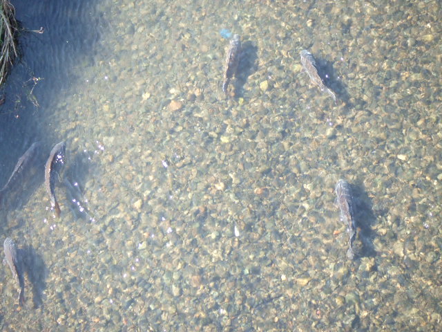 東急沿線エコウォーク――二子玉川~用賀_e0123104_845738.jpg