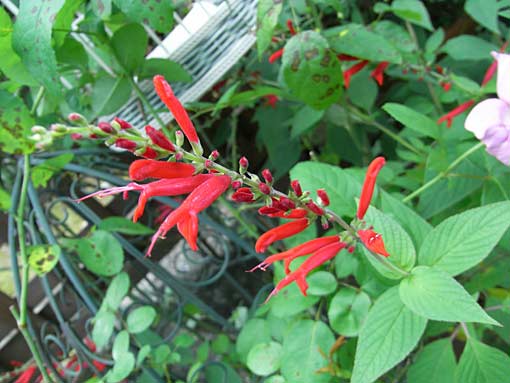 c0105306_21737.jpg