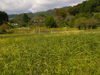 e0112213_11593280.jpg