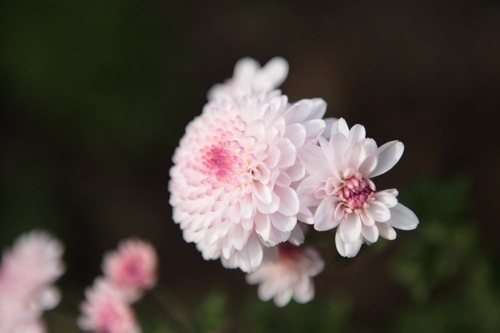 ピンポン菊 ポンポン菊 世話要らずの庭