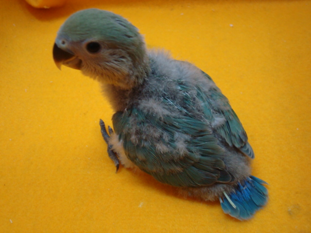 小動物_f0189122_12385815.jpg