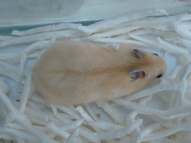 小動物_f0189122_12454334.jpg