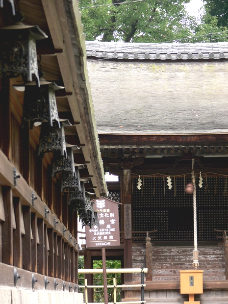 「京都・藤森神社・・・旗塚～近藤勇の腰を治したイチイガシ」_d0133024_624785.jpg