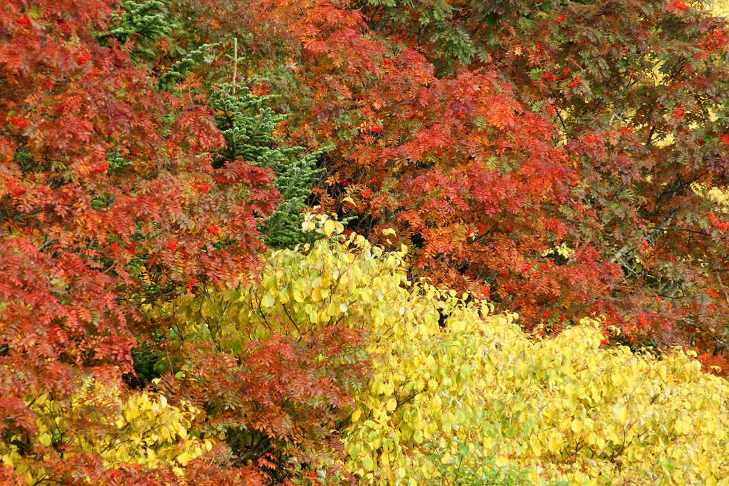 紅葉を追って 「山形蔵王」編_d0106628_4291118.jpg