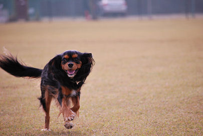 Run!Run!Run! byシャンティ_b0079630_16174560.jpg