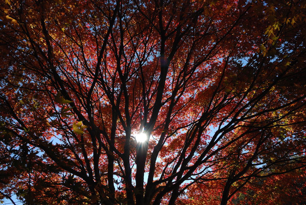 茶臼山高原紅葉 日記のような写真を