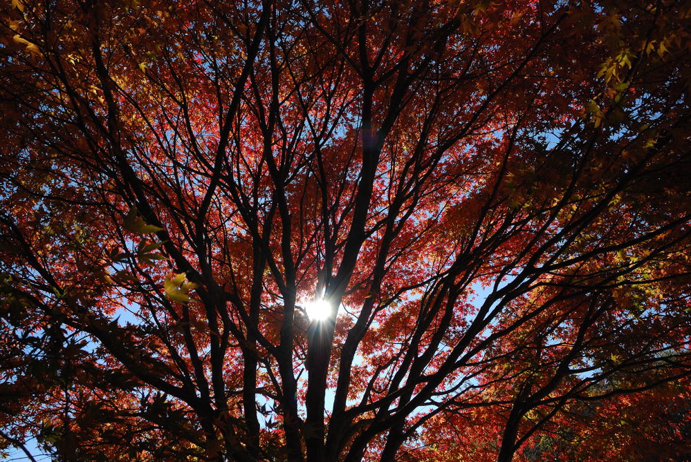 茶臼山高原紅葉_c0171945_0371993.jpg