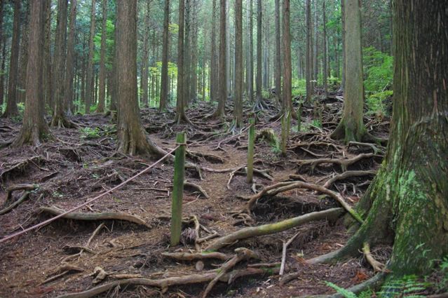 犬と登る金時山 〜 下山編_e0144545_13403115.jpg