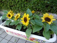 c0100848_17381675.jpg