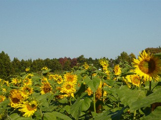 c0100848_17464386.jpg