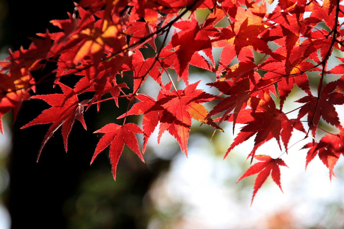 京都ひとり旅　紅葉の頃　　_f0164256_2045671.jpg