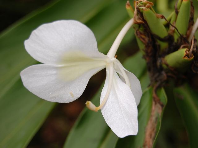 花縮紗 ハナシュクシャ 新 四季の花