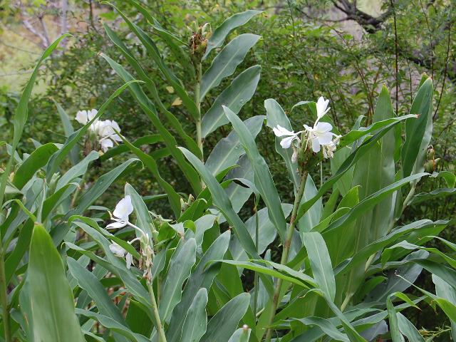 花縮紗 ハナシュクシャ 新 四季の花 花縮紗 ハナシュクシャ 新 四季の花