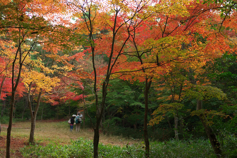 山田道を歩いて六甲山中の秋を探してみました_c0147468_2281570.jpg