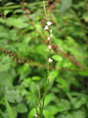 ハナタデ(花蓼)/ナガボハナタデ(長穂花蓼)_c0085874_17341243.jpg