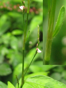 ハナタデ(花蓼)/ナガボハナタデ(長穂花蓼)_c0085874_17344823.jpg