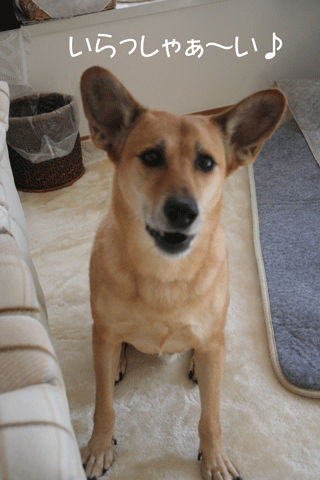 c0070377_0131999.gif