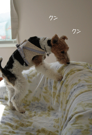 c0070377_013351.gif