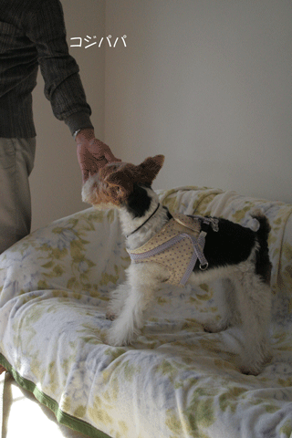 c0070377_0135560.gif