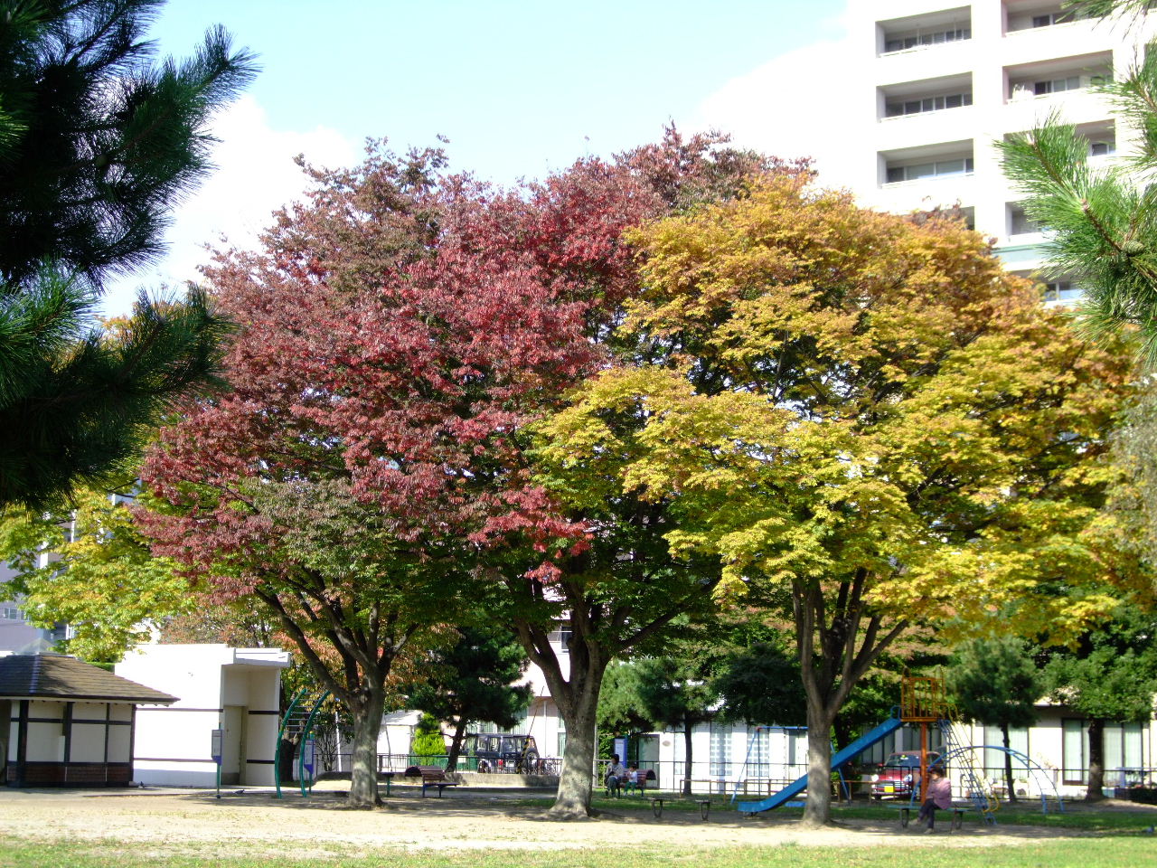 街中の紅葉＠新寺_f0100593_13114173.jpg