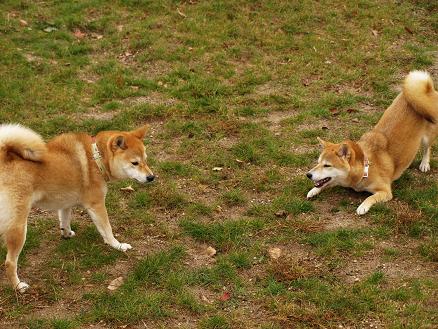 草津にて紅葉と露天風呂_f0109601_22322652.jpg