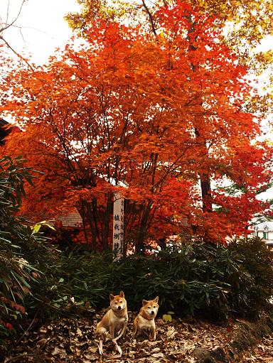 草津にて紅葉と露天風呂_f0109601_22344385.jpg