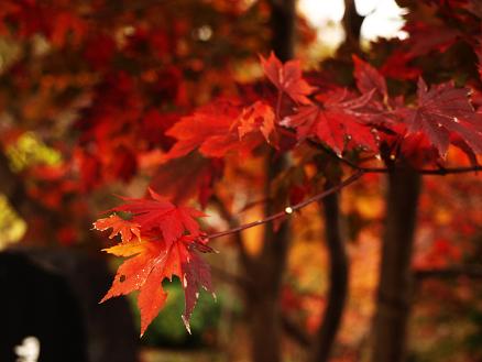 草津にて紅葉と露天風呂_f0109601_22345143.jpg