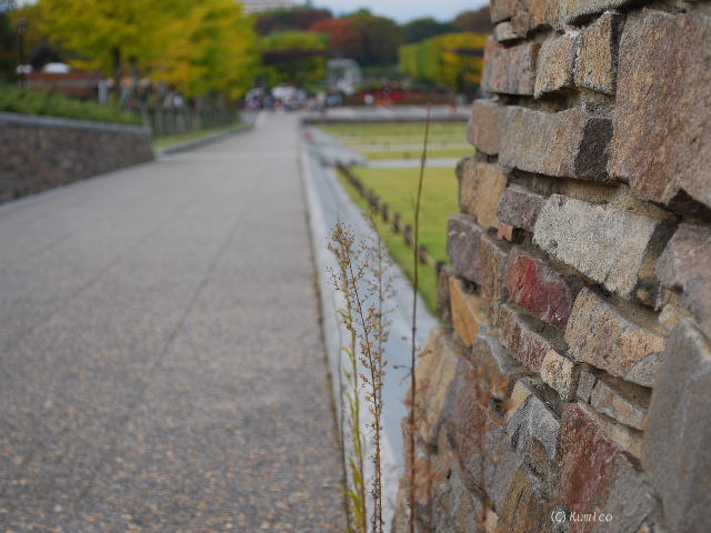 昭和記念公園にて_c0090703_03973.jpg