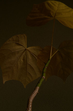e0121605_1695375.jpg