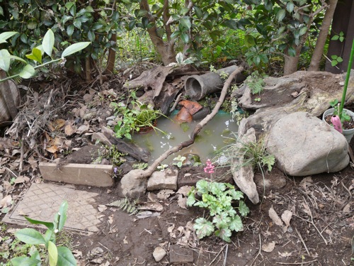 ビオトープ 発砲スチロール箱で池を作る 世話要らずの庭