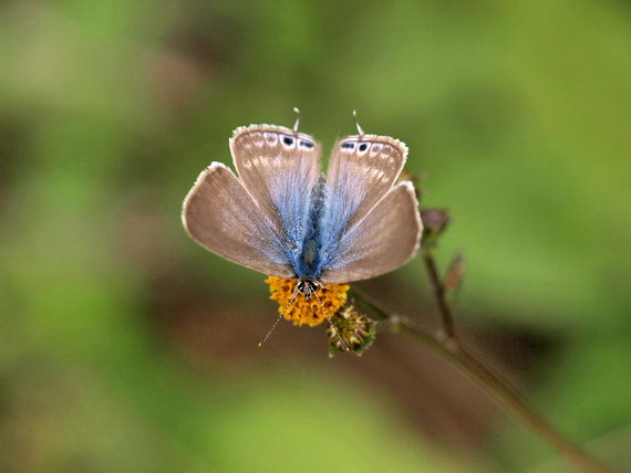 20081102 県南の虫散歩：ハンミョウほか（山梨県）_d0090322_1458233.jpg