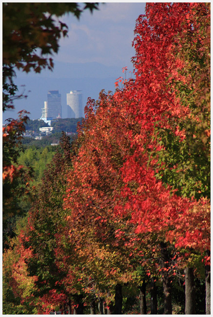 アメリカフウ（モミジバフウ）の紅葉　再び_e0077631_1912571.jpg