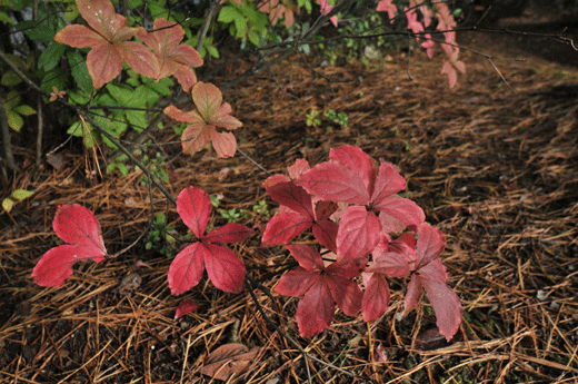 c0093046_7454664.gif