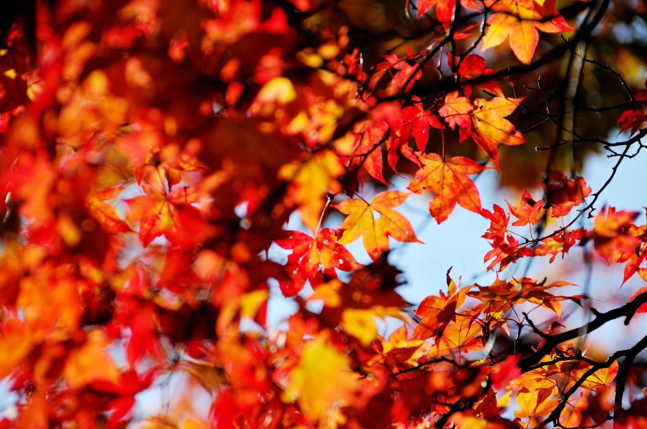 高野山の紅葉、、、_d0079958_0443652.jpg