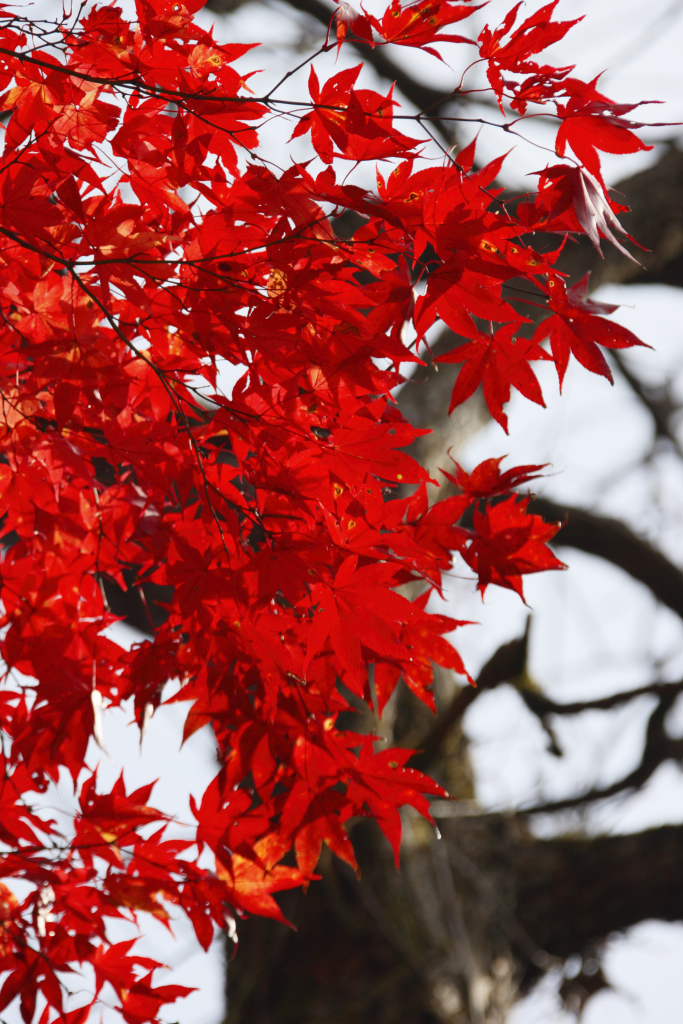 岐阜県　せせらぎ街道こもれび広場付近の紅葉_b0154361_22411992.jpg