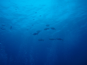 f0164662_182285.jpg