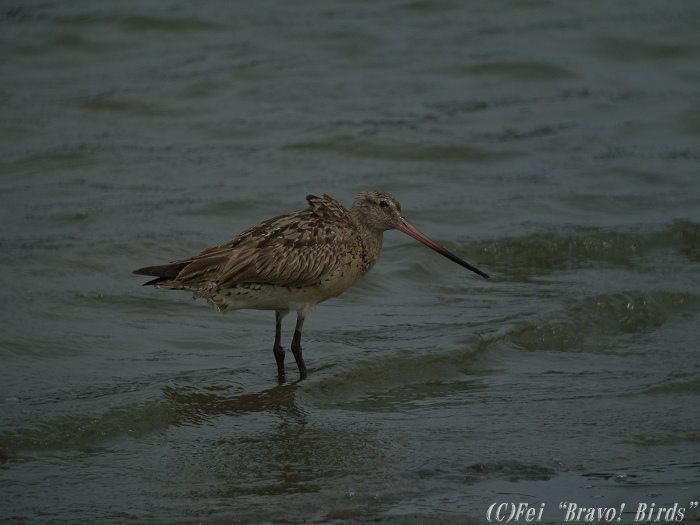 オオソリハシシギ　　Bar-tailed Godwit/ Limosa lapponica_b0069564_1747246.jpg