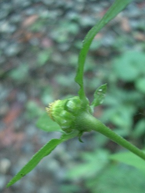 ガンクビソウ(雁首草)_c0085874_21573566.jpg