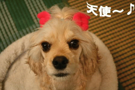 c0128303_16213478.gif